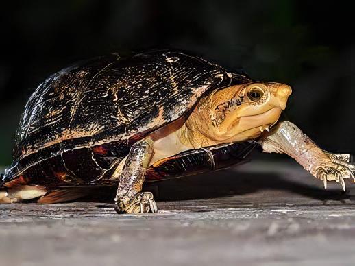 White Lipped Mud Turtle Kinosternon Leucostomum 15cm - Image 5
