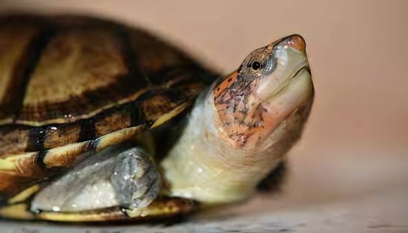 White Lipped Mud Turtle Kinosternon Leucostomum 15cm - Image 6