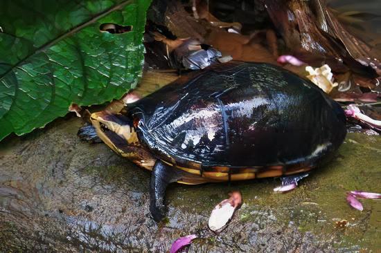 White Lipped Mud Turtle Kinosternon Leucostomum 15cm - Image 4