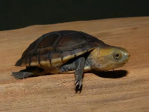 White Lipped Mud Turtle Kinosternon Leucostomum 15cm - Image 3