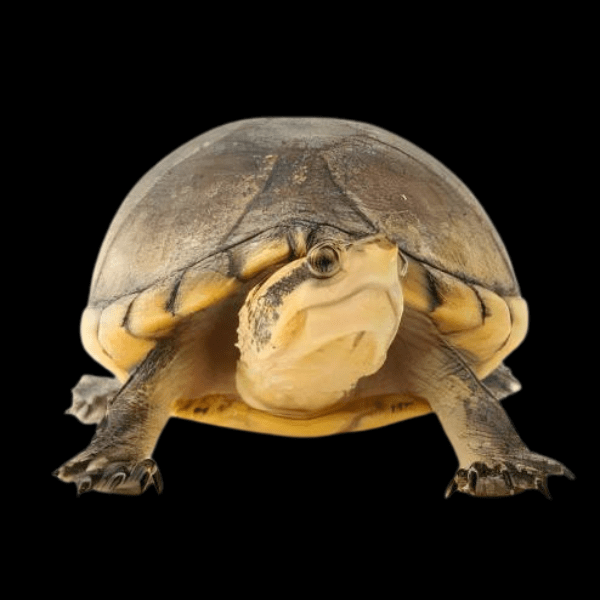 White Lipped Mud Turtle Kinosternon Leucostomum 15cm