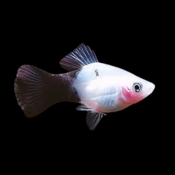 White Moon Platy Xiphophorus Maculatus 3cm