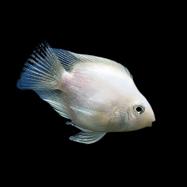 White Parrot Fish Hybrid Amphilophus Citrinellus √ó Vieja Melanurus 5cm