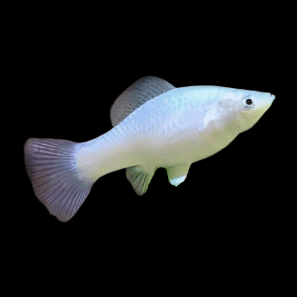 White Platy Xiphophorus Maculatus 3cm