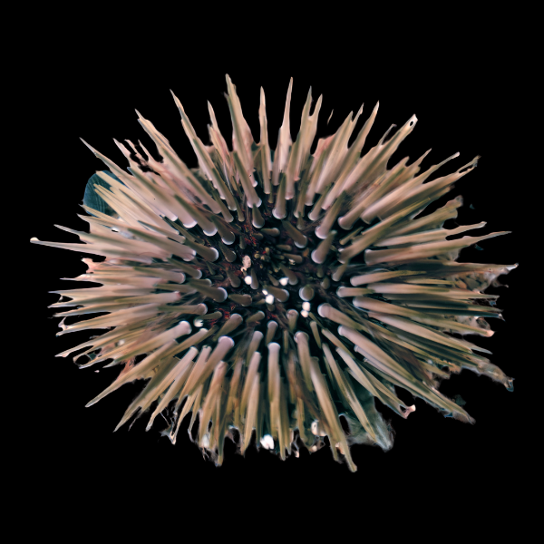 White Tip Sea Urchin Echinometra Mathaei