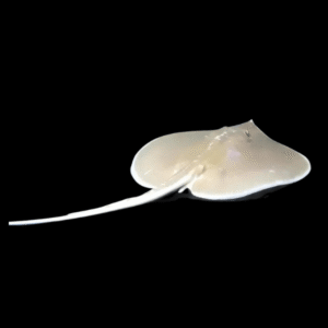 White Whiptail Sting Ray Himantura Signifer 30cm