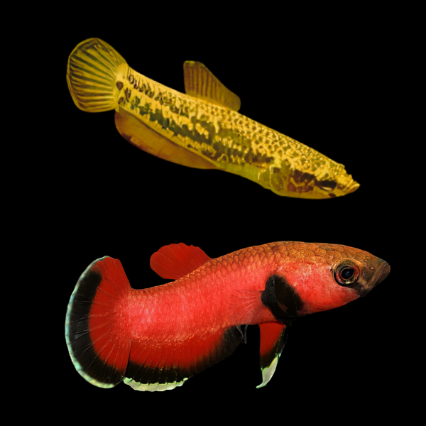 Wild Betta Albimarginata Pair Male & Female 3cm