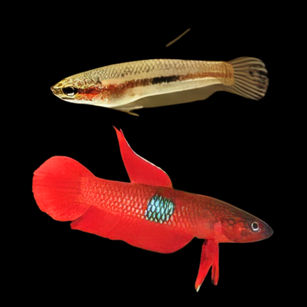 Wild Betta Brownorum Pair Male & Female 3cm