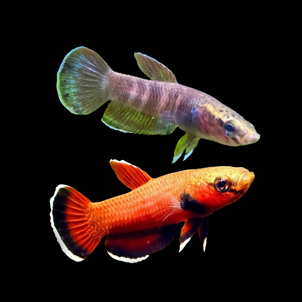Wild Betta Chanoides Pair Male & Female 3cm