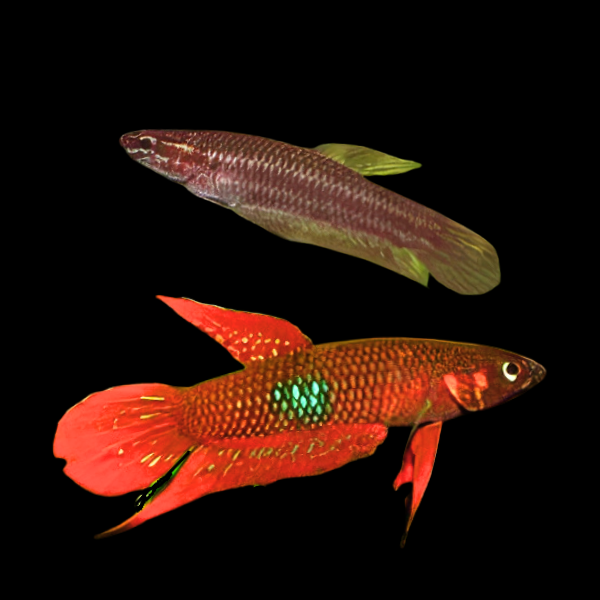 Wild Betta Coccina Pair Male & Female 3cm