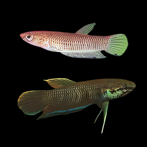 Wild Betta Kratois Pair Male & Female 3cm