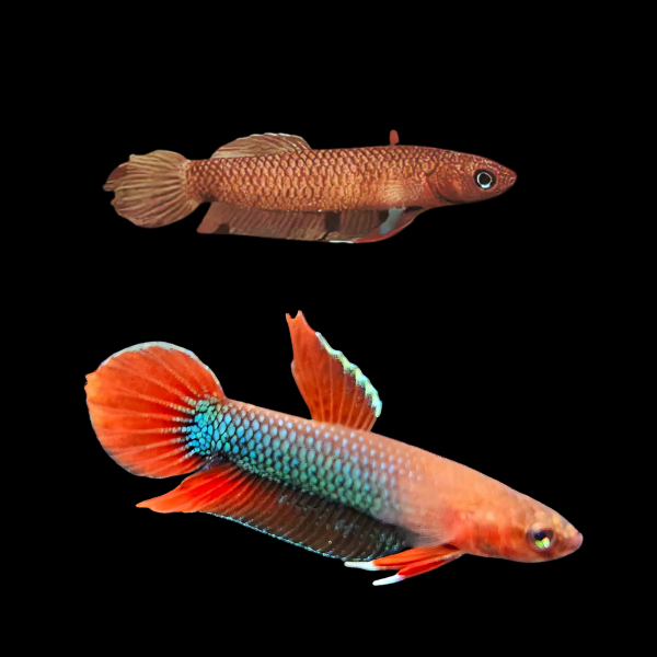 Wild Betta Laspis Pair Male & Female 3cm