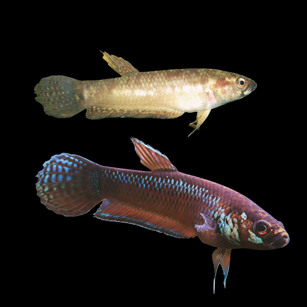 Wild Betta Palifina Pair Male & Female 3cm