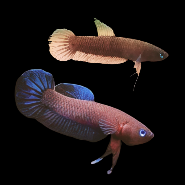 Wild Betta Persephone Pair Male & Female 3cm