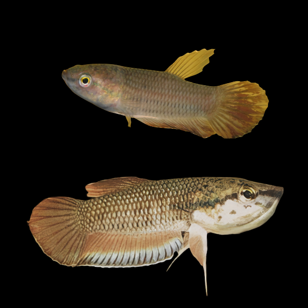 Wild Betta Picta Pair Male & Female 3cm