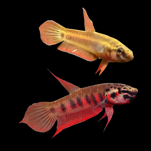 Wild Betta Rubra Pair Male & Female 3cm