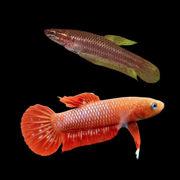 Wild Betta Rutilan Pair Male & Female 3cm
