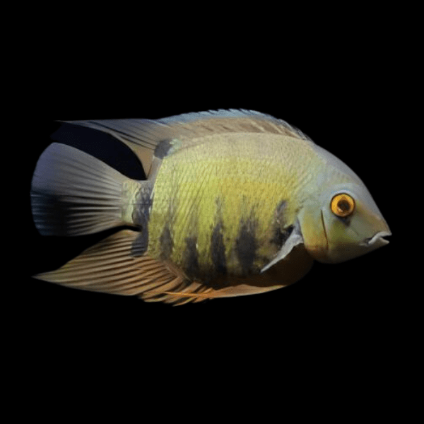 Wild Green Severum Heros Efasciatus 5cm