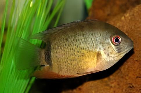 Wild Green Severum Heros Efasciatus 5cm - Image 7