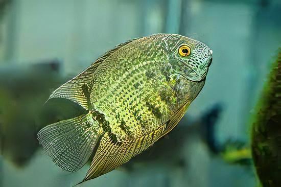 Wild Green Severum Heros Efasciatus 5cm - Image 4