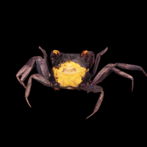Yellow Back Vampire Crab Geosesarma Sp 3cm