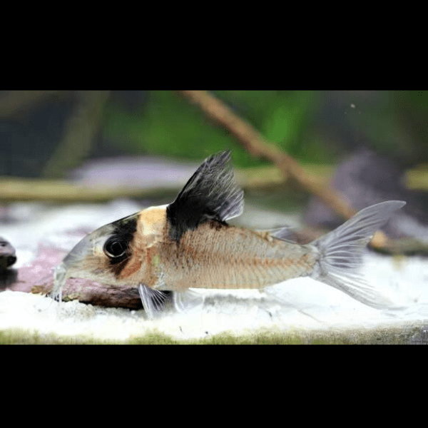 Assorted Corydoras Catfish 3cm - Image 6