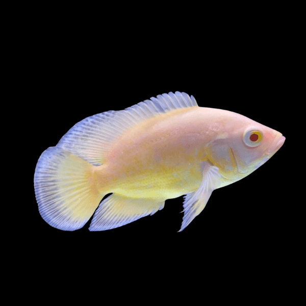 Yellow Oscar High Grade Astronotus Ocellatus 12cm