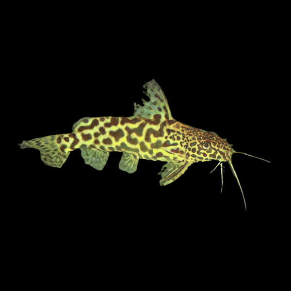Yellow Marbled Catfish Synodontis Schoutedeni 5cm