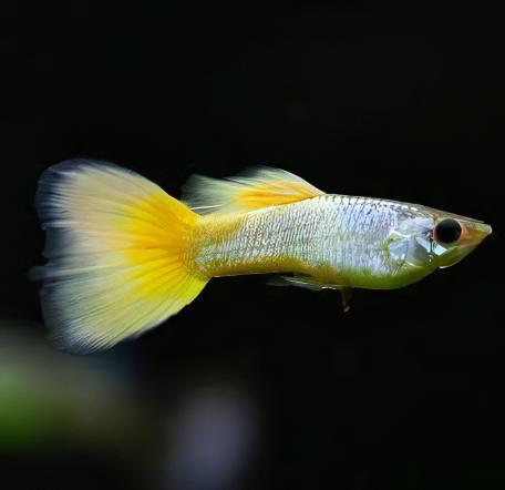 Yellow Metallic Male Guppy Poecilia Reticulata 3cm - Image 6