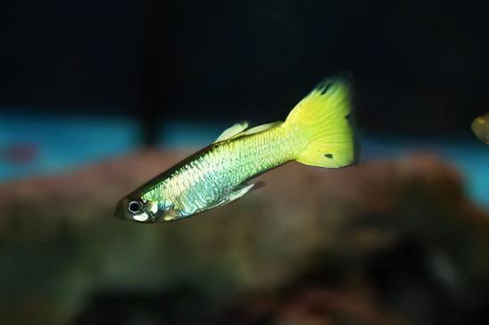 Yellow Metallic Male Guppy Poecilia Reticulata 3cm - Image 7