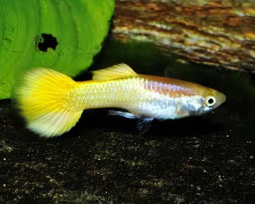 Yellow Metallic Male Guppy Poecilia Reticulata 3cm - Image 8