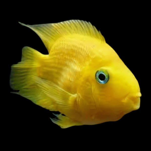 Yellow Baby Parrot Fish Hybrid Amphilophus Citrinellus √ó Vieja melanurus 3cm