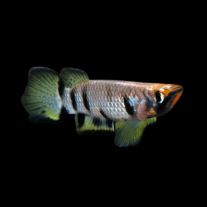Yellowtail Killifish Epiplatys Dageti 4cm