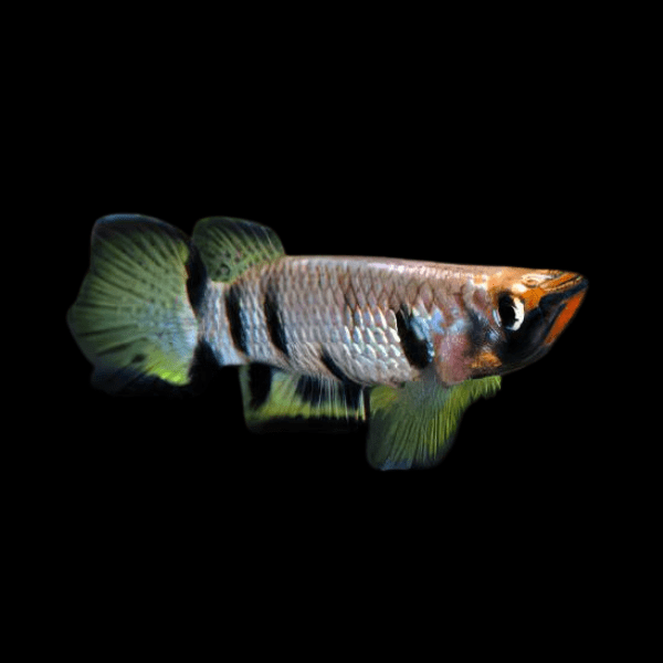 Yellowtail Killifish Epiplatys Dageti 4cm