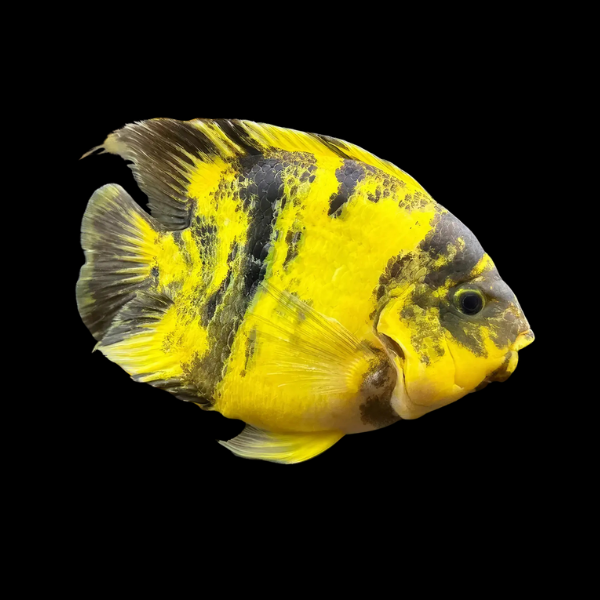 King Kong Yellow Tiger Parrot Fish Hybrid Amphilophus Citrinellus √ó Vieja melanurus - 10cm