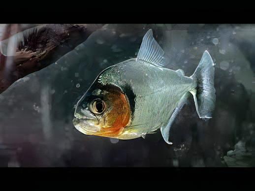 Yellow Tiger Piranha Serrasalmus Humeralis 10cm - Image 5