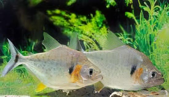 Yellow Tiger Piranha Serrasalmus Humeralis 10cm - Image 7
