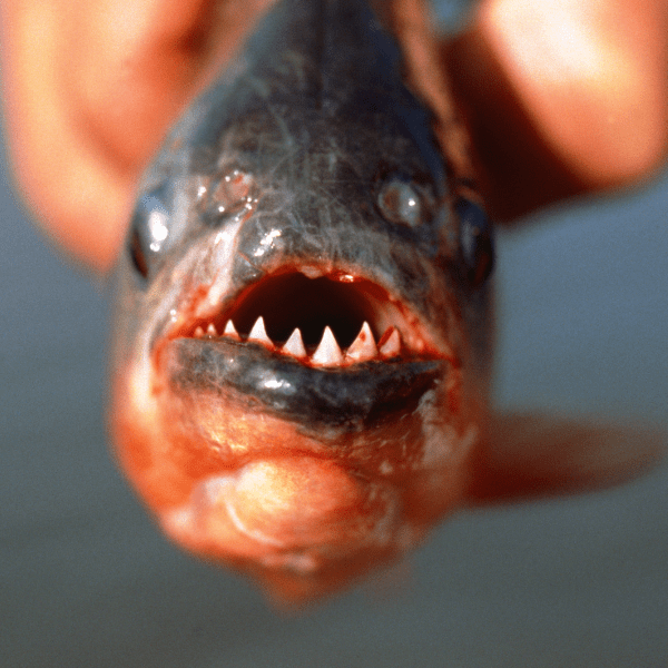 Yellow Tiger Piranha Serrasalmus Humeralis 10cm - Image 8