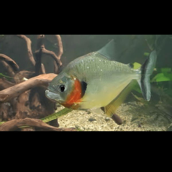 Yellow Tiger Piranha Serrasalmus Humeralis 10cm - Image 6