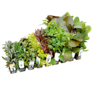 A1 Plants Fifty Potted Assorted Freshwater Aquatic Plants – Auction