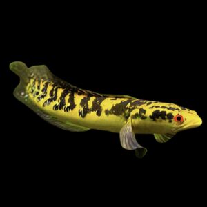 Raiu Yellow Emperor Snakehead Channa Marulioidis 10cm